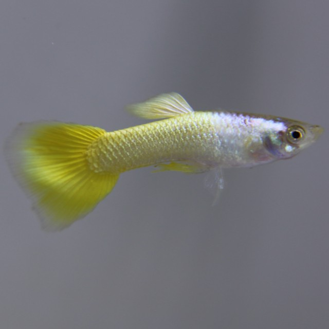 Guppy male German yellow